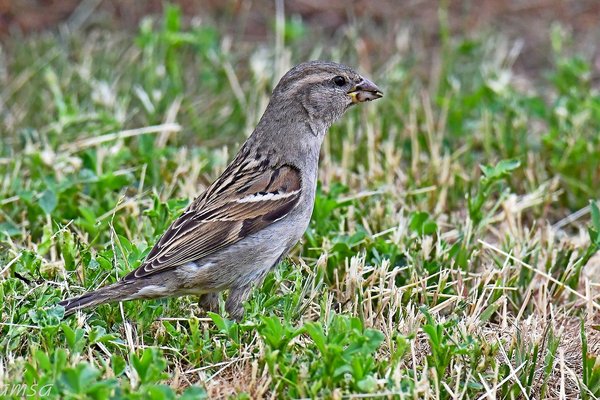 집참새(House Sparrow)
