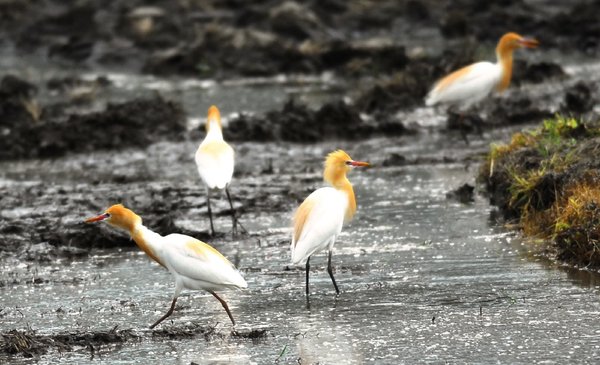 황로