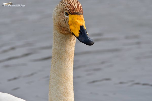 큰고니