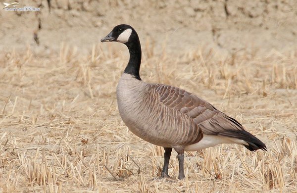 캐나다기러기(B. h.  taverneri)