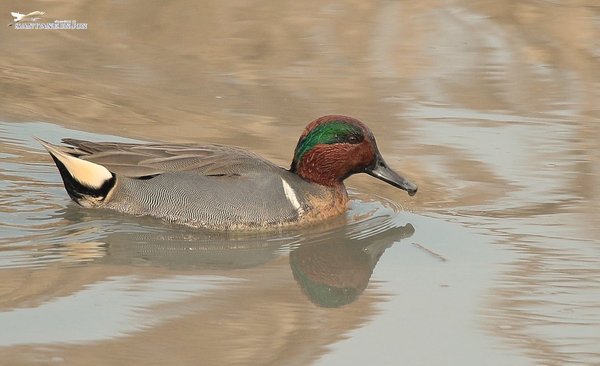 아메리카쇠오리 Green-winged Teal