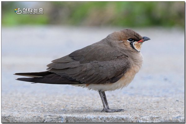 제비물떼새