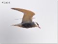 구레나룻제비갈매기