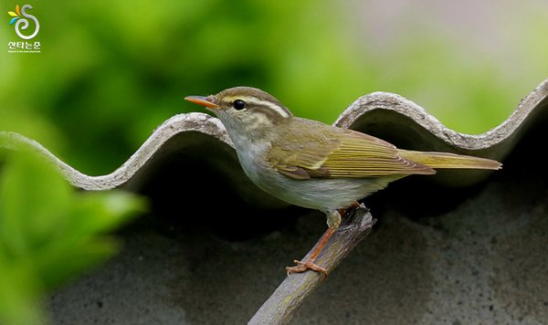 산솔새