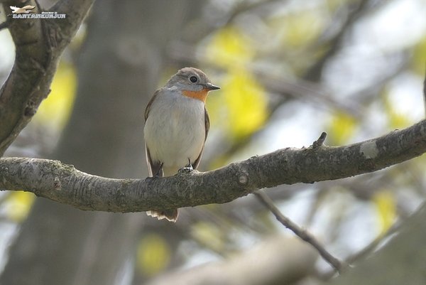 흰꼬리딱새(수컷,암컷)