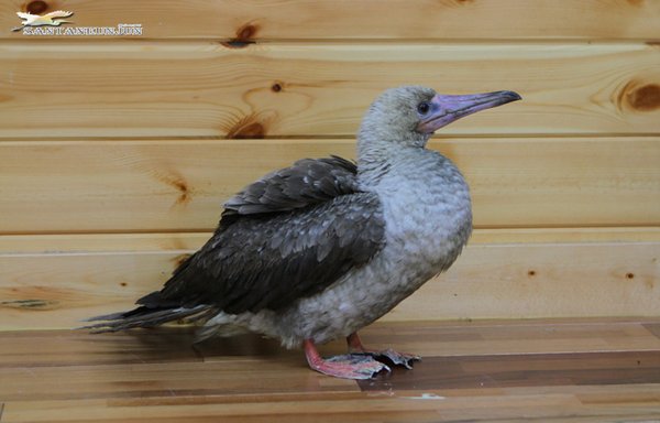 붉은발얼가니새(Red-footed booby :미기록종