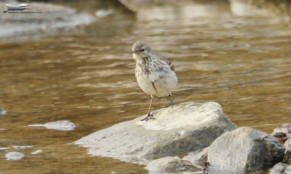 옅은밭종다리(Water Pipit)