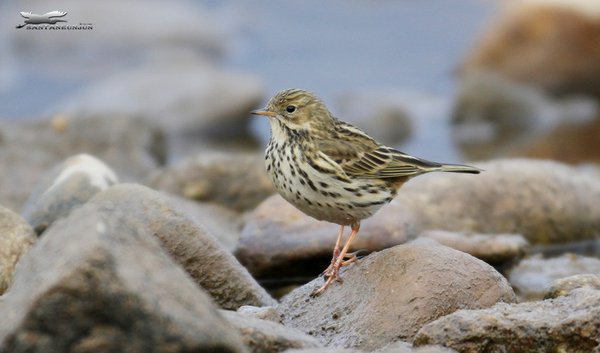 풀밭종다리(Meadow Pipit)