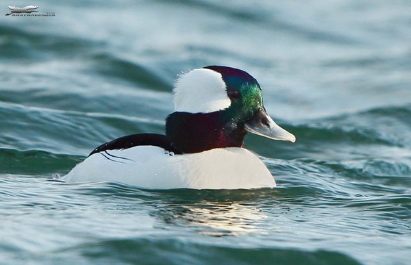 Bufflehead 꼬마오리
