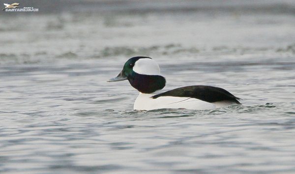 꼬마오리(Bufflehead)동영상