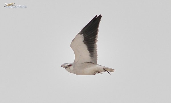 미기록종: Black-winged Kite