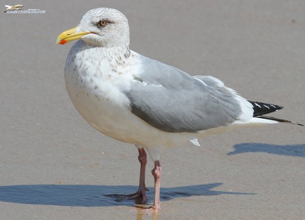 옅은재갈미기(American herring gull)