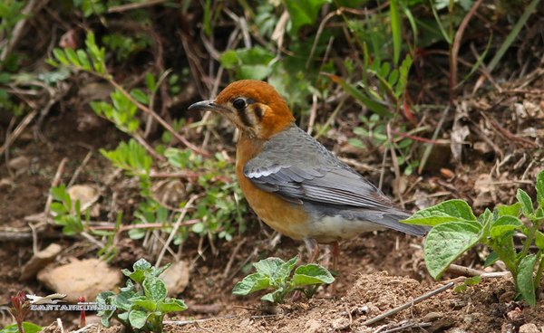 귤빛지빠귀 Orange-headed thrush