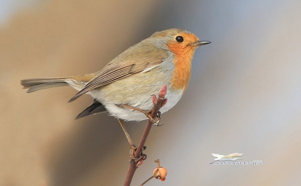 꼬까울새 European Robin