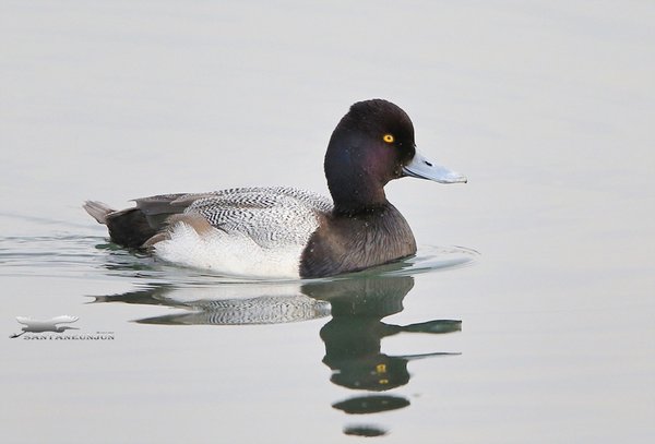 Lesser Scaup (가칭:쇠...
