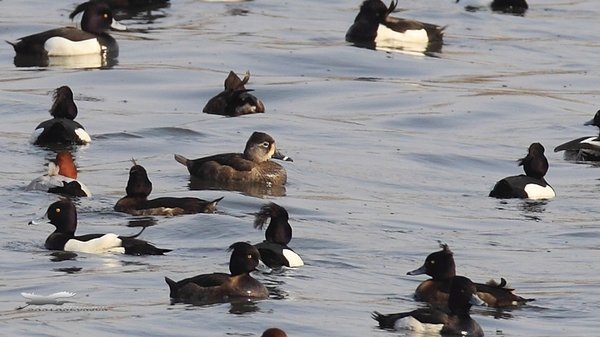 Ring-necked duck