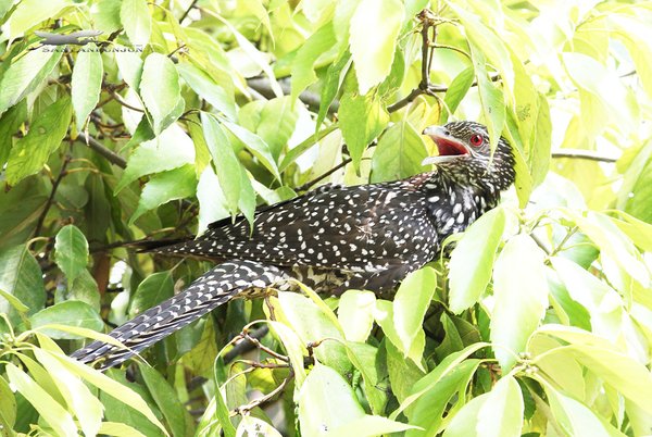 검은뻐꾸기(Asian Koel)
