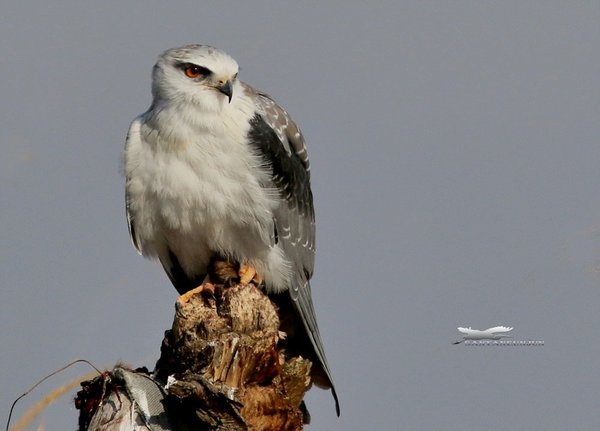 검은어깨매/검은죽지솔개(Black-winged Kite)