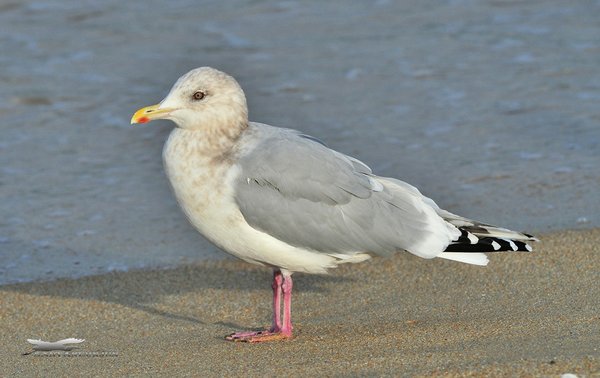 작은재갈매기(Thayer\'s Gull)