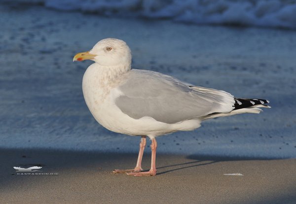 옅은재갈매기(American Herring Gull)
