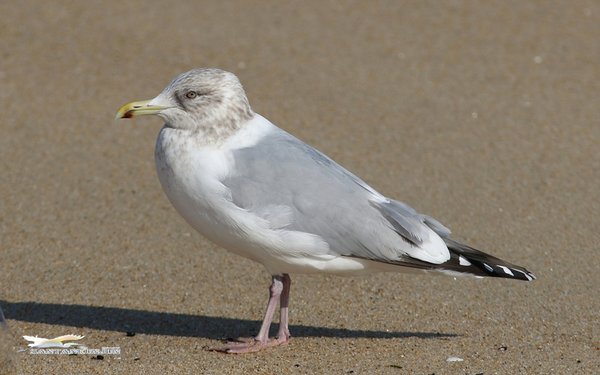 작은재갈매기/Thayer\'s Gull