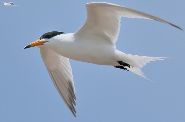 Chinese crested-tern ...