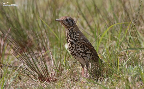 큰점지빠귀 (Chinese thrush)
