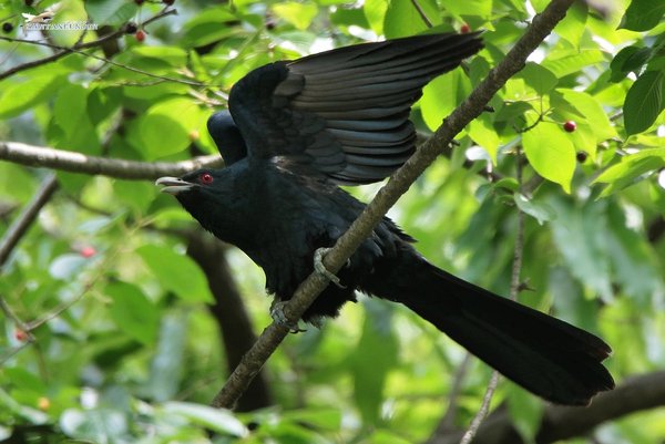 검은뻐꾸기 Asian koel