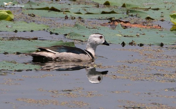Cotton pygmy Goose