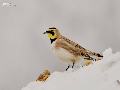 해변종다리 Horned Lark