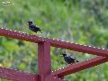자바뿔찌르레기 Javan Myna