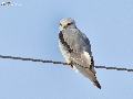 검은어깨매 Black-winged Kite