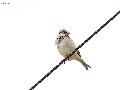집참새(House spar...