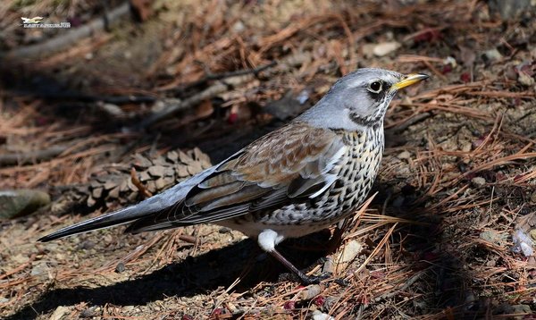 회색머리지빠귀  Fieldfare