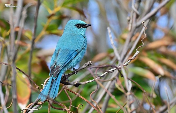 파랑딱새(Verditer Flycatcher)