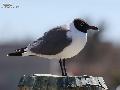 Laughing Gull