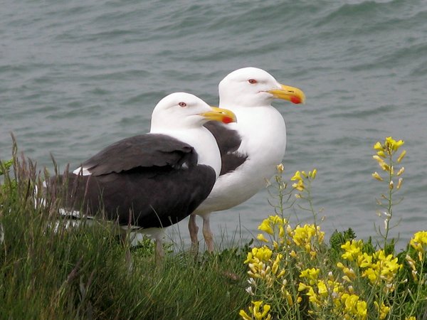 Great Black-backed Gu...