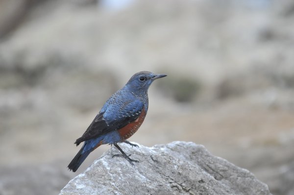 바다직박구리