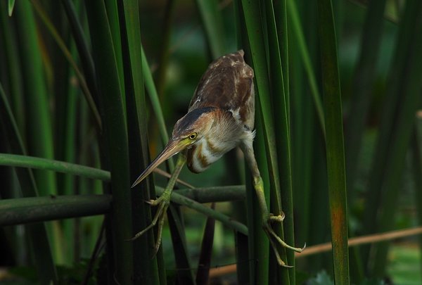 덤불해오라기