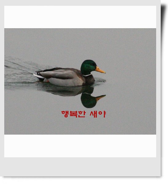 청둥오리