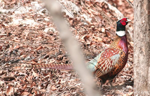꿩