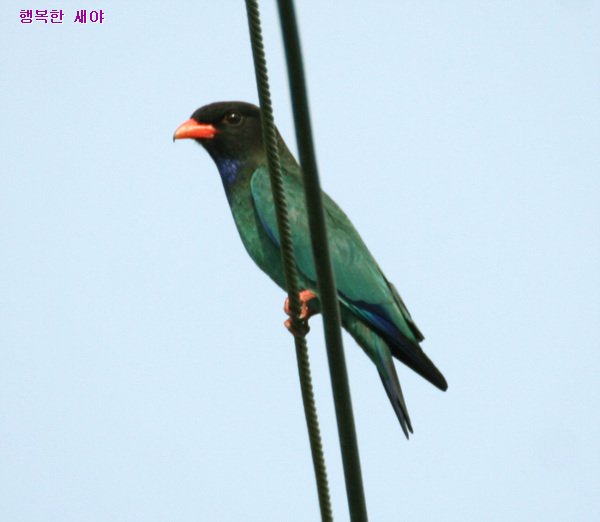 파랑새