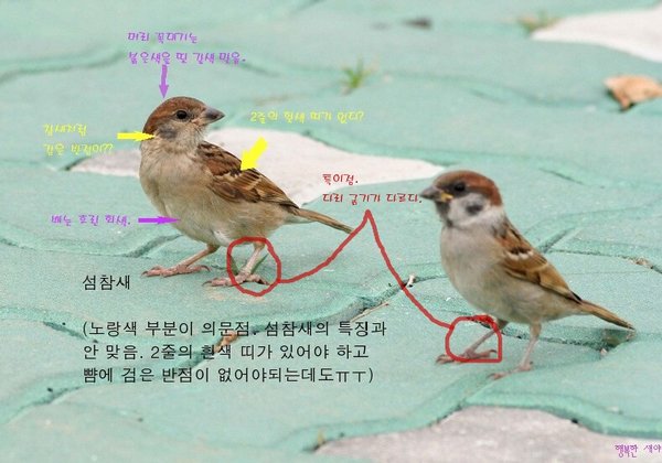 섬참새