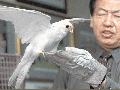흰색황조롱이