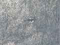 흰꼬리수리? 참수리?