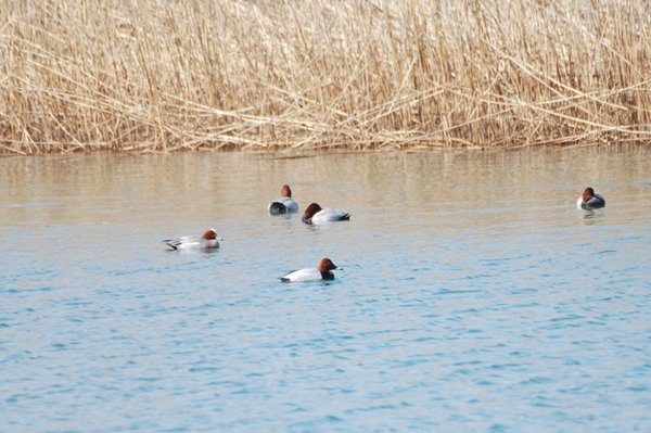 흰죽지