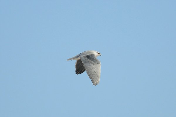 Black-winged kite