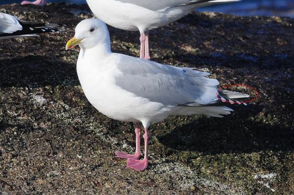 캐나다갈매기(Thayer Gull)