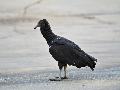 Black Vulture-검...