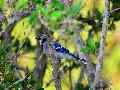 Blue Jay (파랑 어치)